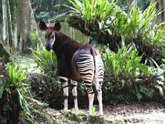 149 BIO PARC DE DOUE LA FONTAINE 5- 2016_000042